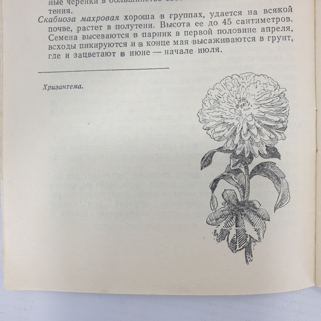 Б. Сулимов "Цветы и кустарники в грунте и комнате", Приокское книжное издательство, 1971г.. Картинка 7