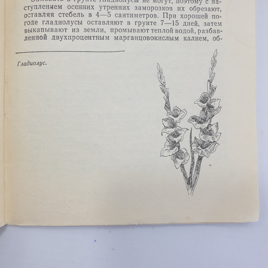 Б. Сулимов "Цветы и кустарники в грунте и комнате", Приокское книжное издательство, 1971г.. Картинка 11