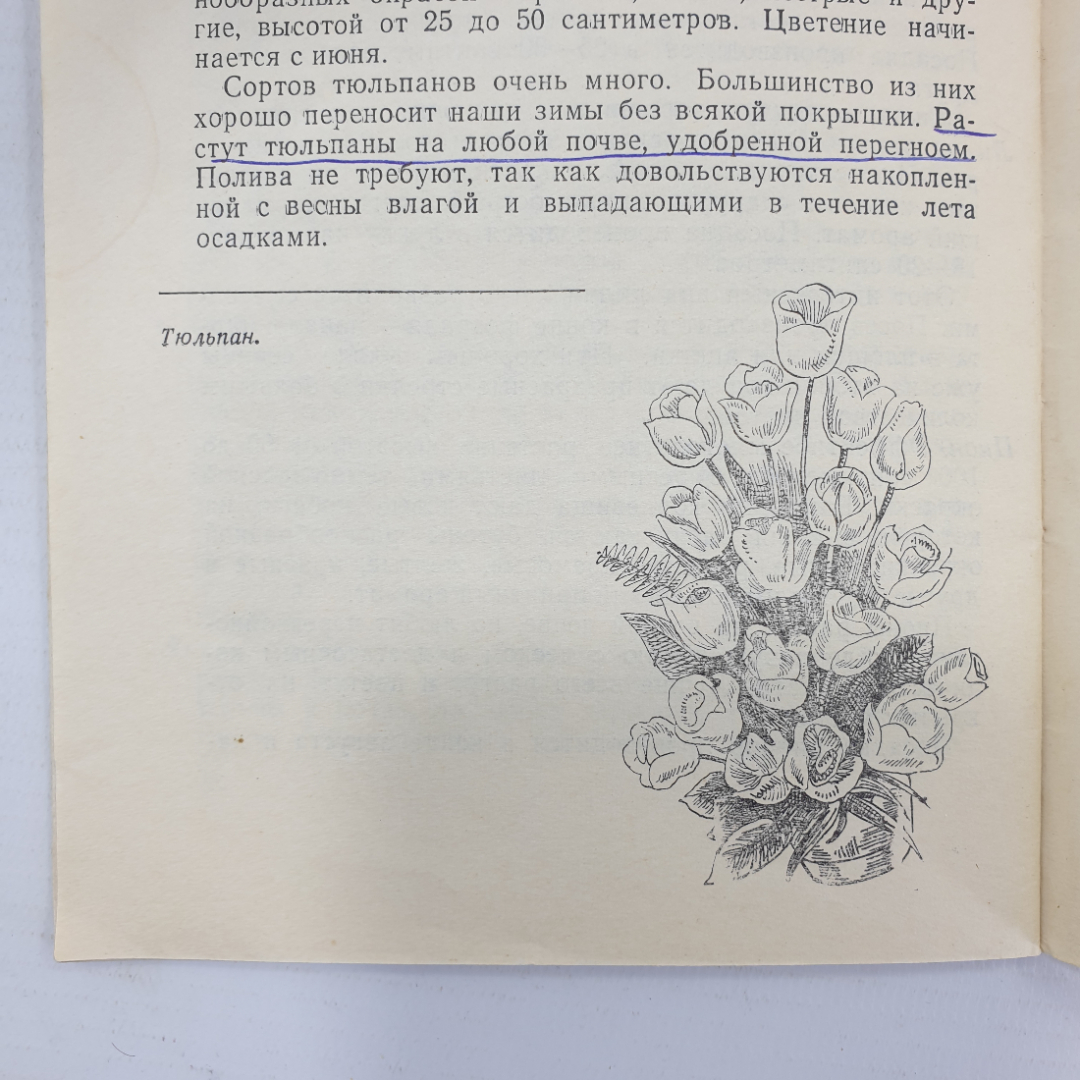 Б. Сулимов "Цветы и кустарники в грунте и комнате", Приокское книжное издательство, 1971г.. Картинка 12