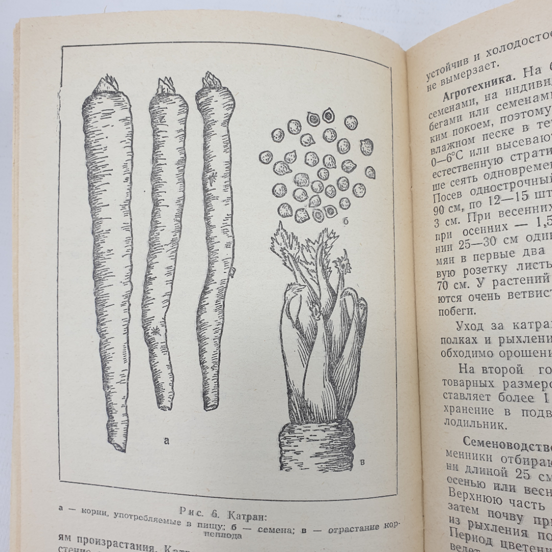 П.Ф. Кононков, М.С. Бунин, С.Н. Кононкова "Новые овощные растения", Россельхозиздат, 1983г.. Картинка 7