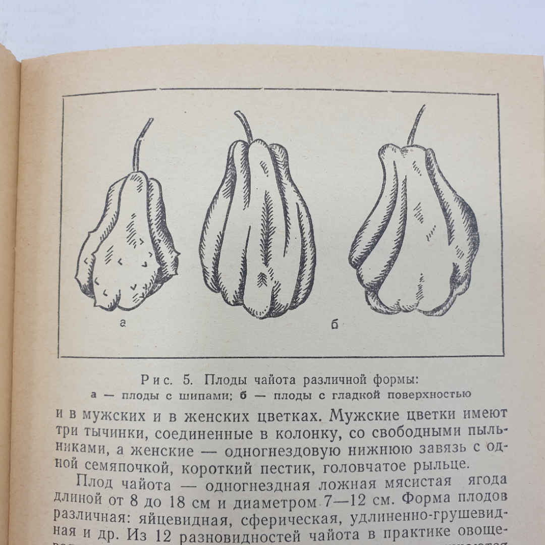 П.Ф. Кононков, М.С. Бунин, С.Н. Кононкова "Новые овощные растения", Россельхозиздат, 1983г.. Картинка 8