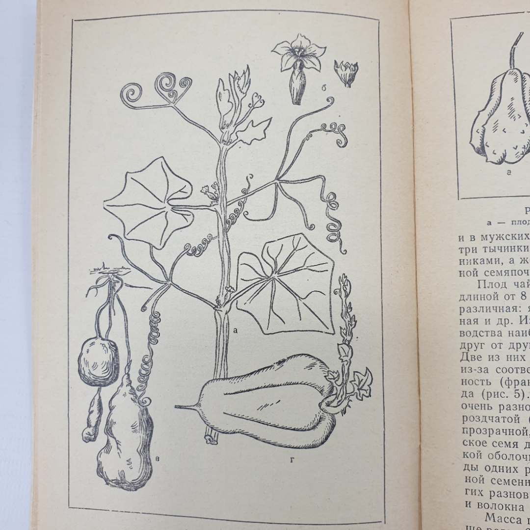П.Ф. Кононков, М.С. Бунин, С.Н. Кононкова "Новые овощные растения", Россельхозиздат, 1983г.. Картинка 9