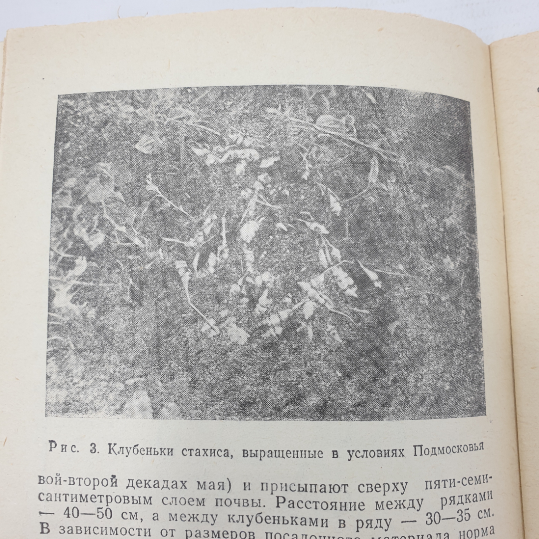 П.Ф. Кононков, М.С. Бунин, С.Н. Кононкова "Новые овощные растения", Россельхозиздат, 1983г.. Картинка 10