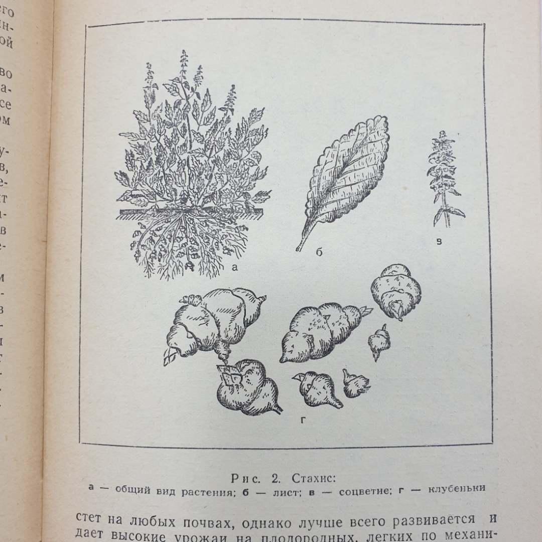 П.Ф. Кононков, М.С. Бунин, С.Н. Кононкова "Новые овощные растения", Россельхозиздат, 1983г.. Картинка 11