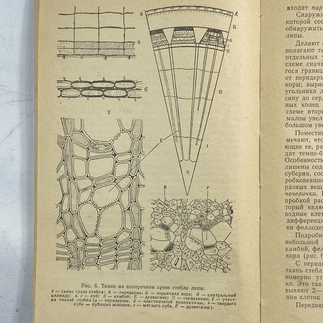 "Руководство к лабораторным занятиям по ботанике" СССР книга. Картинка 7
