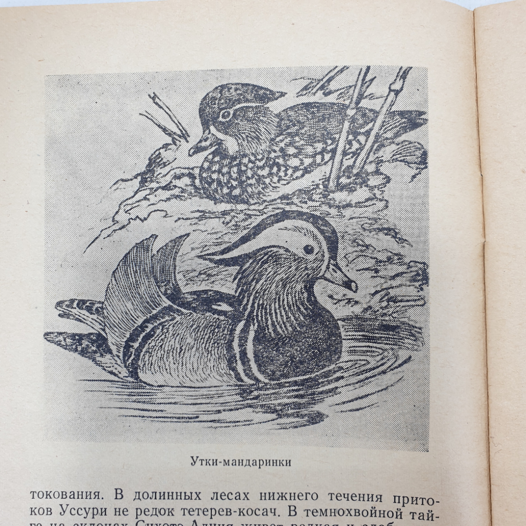 Книга "Берегите наше богатство", Владивосток, 1965г.. Картинка 4