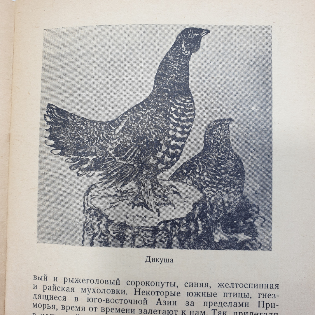 Книга "Берегите наше богатство", Владивосток, 1965г.. Картинка 5