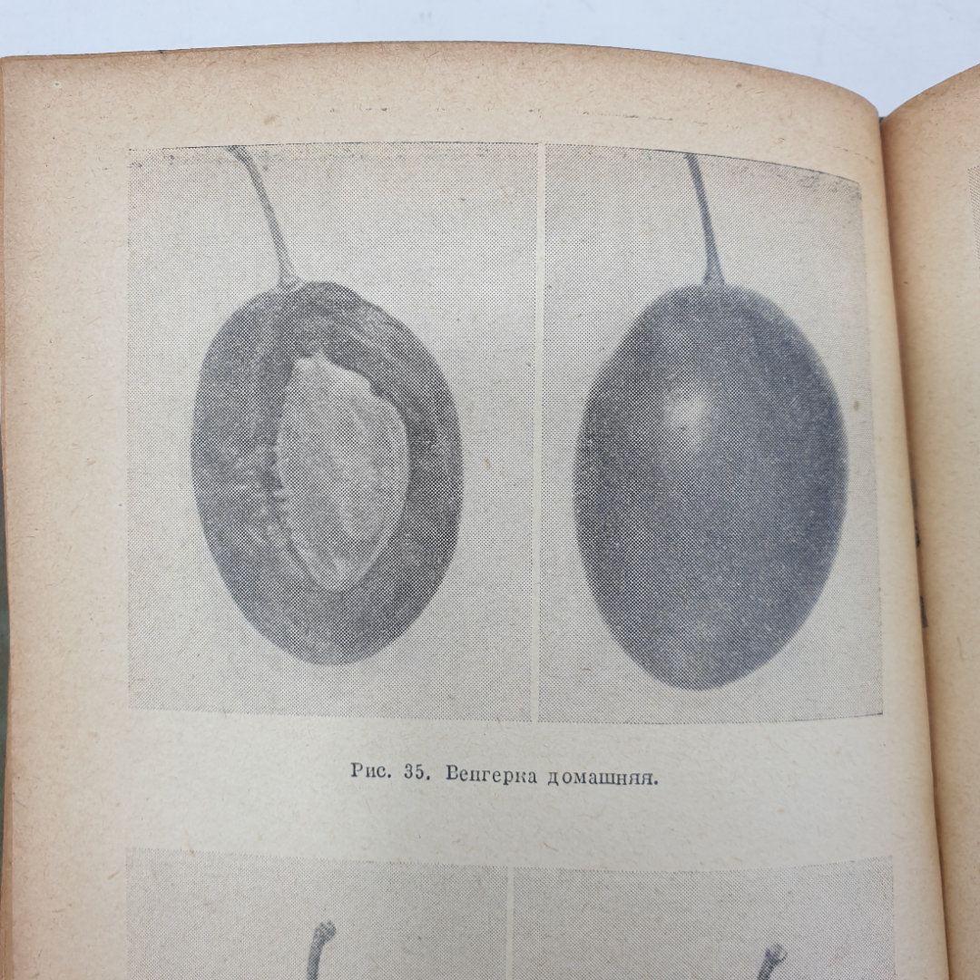 Книга "Справочник садовода", Москва, 1956г.. Картинка 4