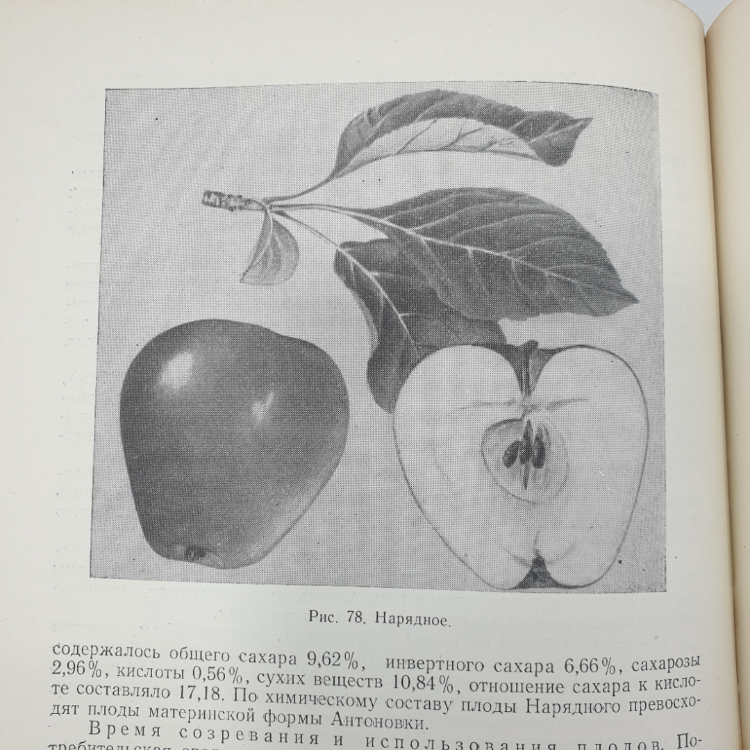 С.Ф. Черненко "Полвека работы в саду", издательство сельскохозяйственной литературы, Москва, 1957г.. Картинка 6