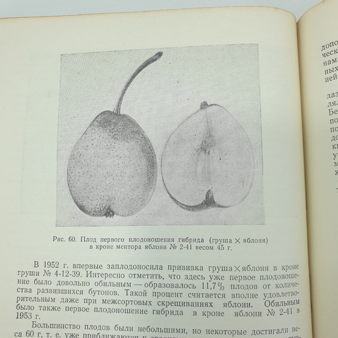 С.Ф. Черненко "Полвека работы в саду", издательство сельскохозяйственной литературы, Москва, 1957г.. Картинка 9
