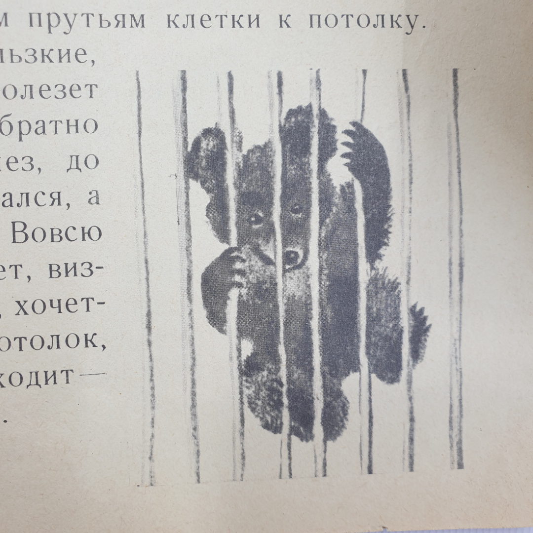 Е. Чарушин "Волчишко", издательство Детская литература, Москва, 1972г.. Картинка 11