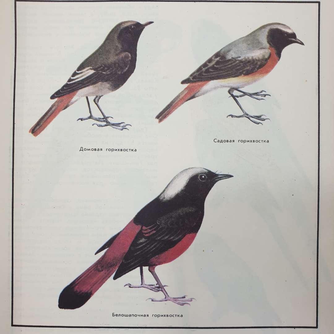 В.Г. Гусев, Л.А. Витте "Наши питомцы", издательство Лесная промышленность, 1978г.. Картинка 5