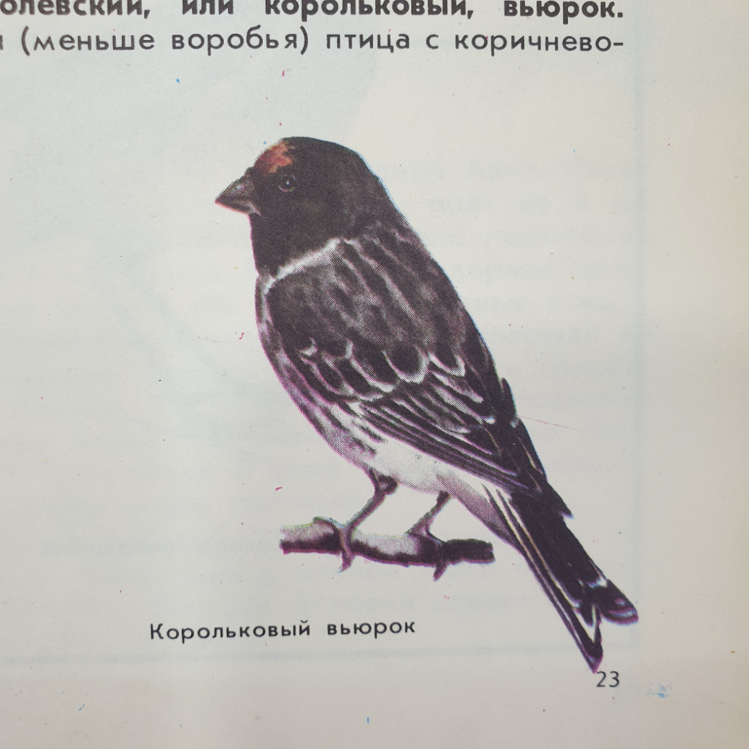 В.Г. Гусев, Л.А. Витте "Наши питомцы", издательство Лесная промышленность, 1978г.. Картинка 8