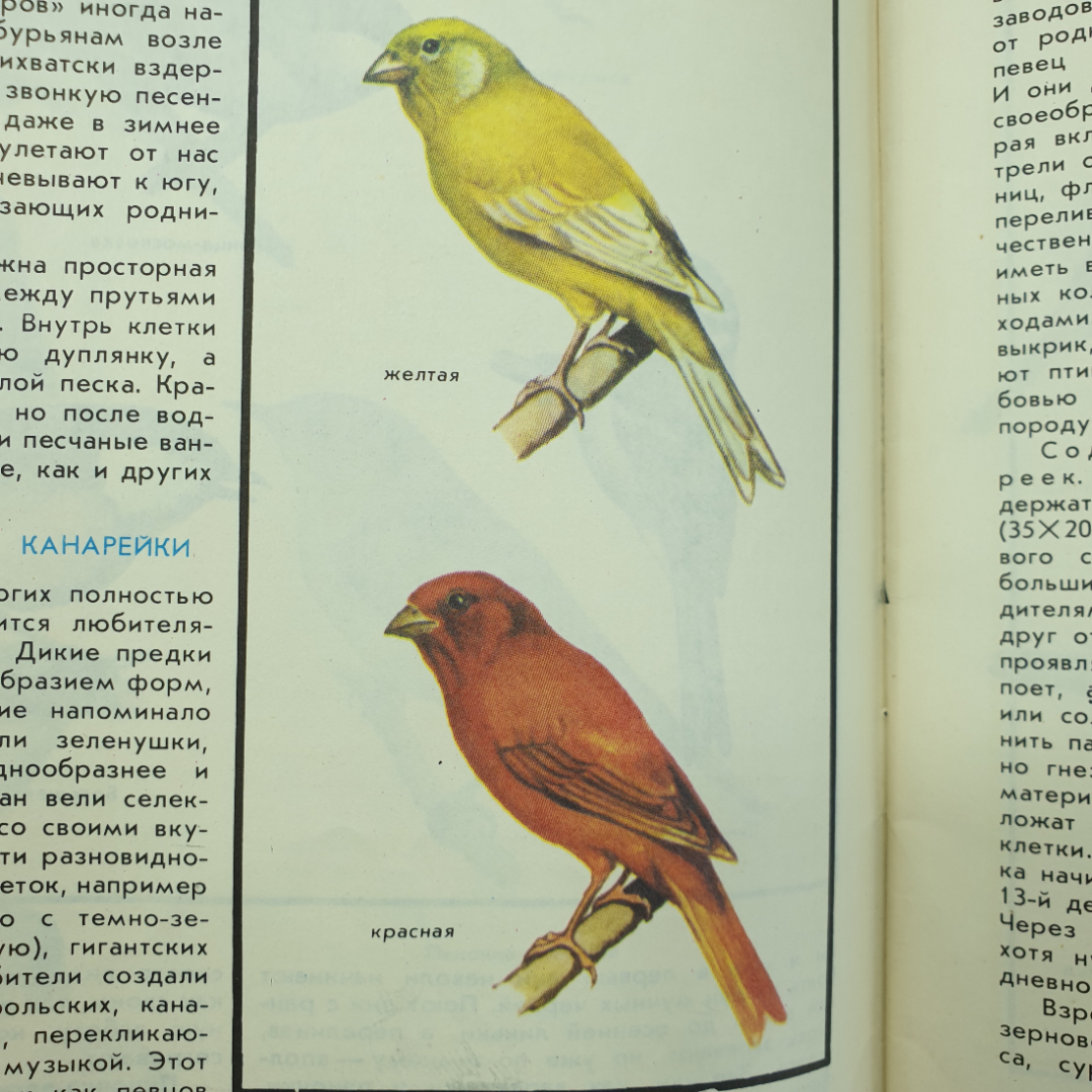 В.Г. Гусев, Л.А. Витте "Наши питомцы", издательство Лесная промышленность, 1978г.. Картинка 13