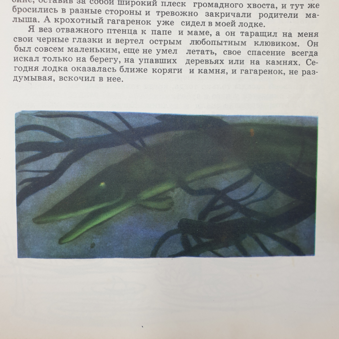 Детская книжка "Рассказы о природе для детей и взрослых" без обложки. Картинка 10