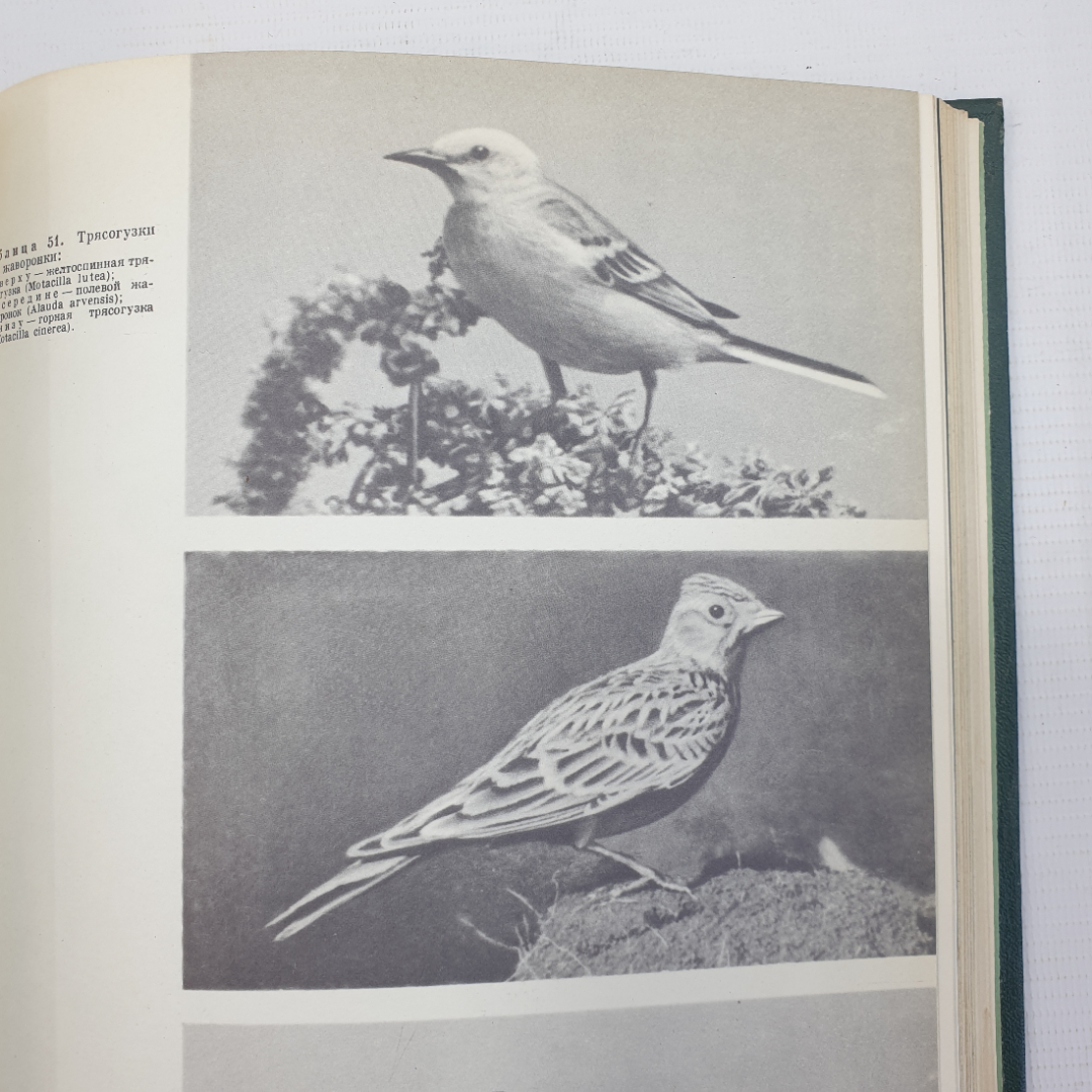 Коллектив авторов "Жизнь животных" в шести томах, том пятый, издательство Просвещение, 1970г.. Картинка 10