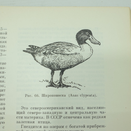 Коллектив авторов "Жизнь животных" в шести томах, том пятый, издательство Просвещение, 1970г.. Картинка 5