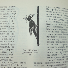 Коллектив авторов "Жизнь животных" в шести томах, том пятый, издательство Просвещение, 1970г.. Картинка 9