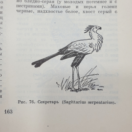 Коллектив авторов "Жизнь животных" в шести томах, том пятый, издательство Просвещение, 1970г.. Картинка 20