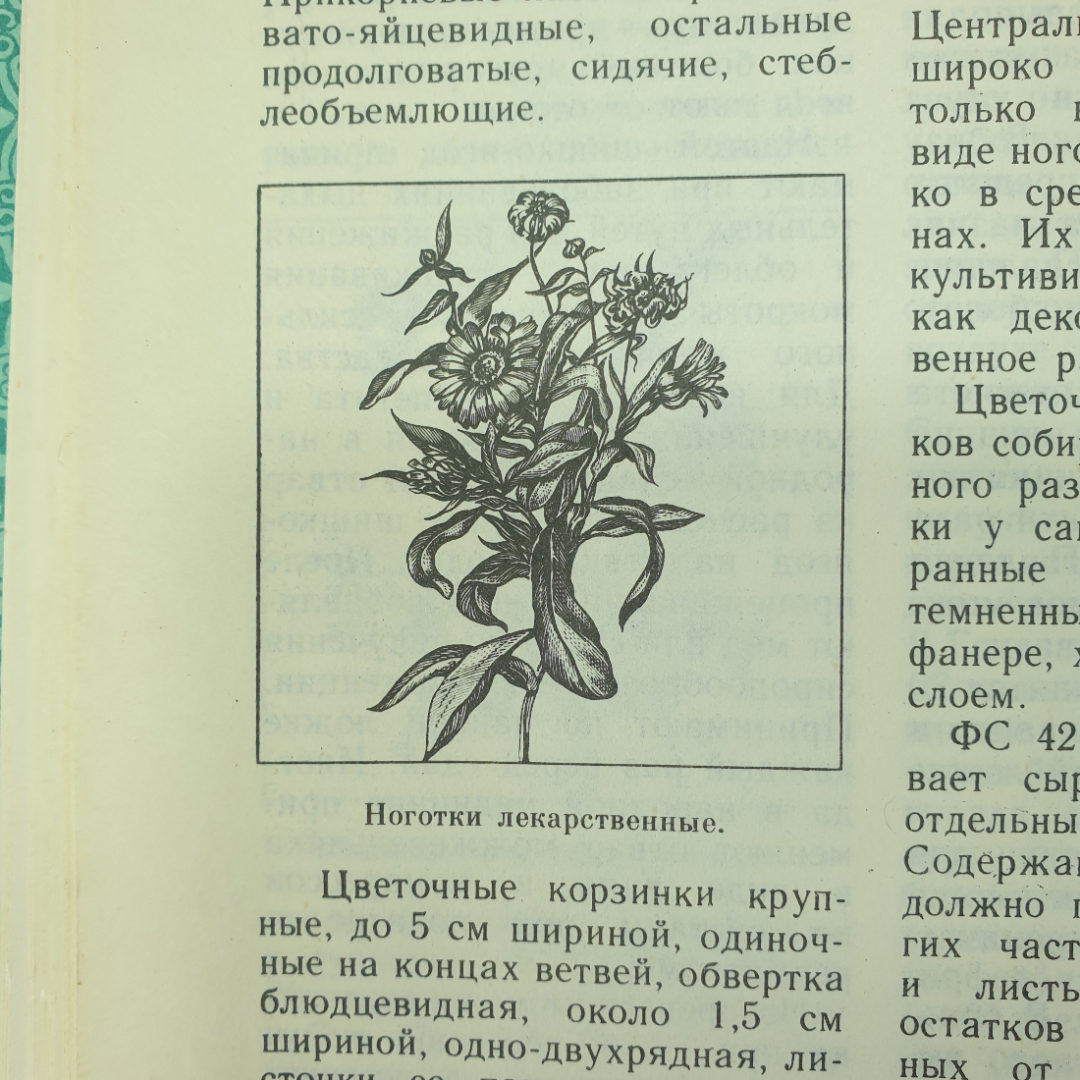 А.А. Тризна "Растения - жизнь и здоровье", Приокское книжное издательство, 1992г.. Картинка 3