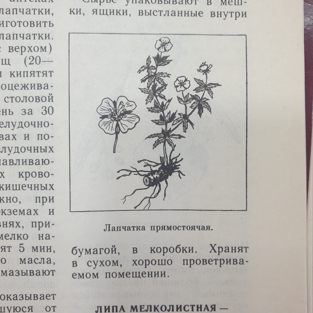 А.А. Тризна "Растения - жизнь и здоровье", Приокское книжное издательство, 1992г.. Картинка 4