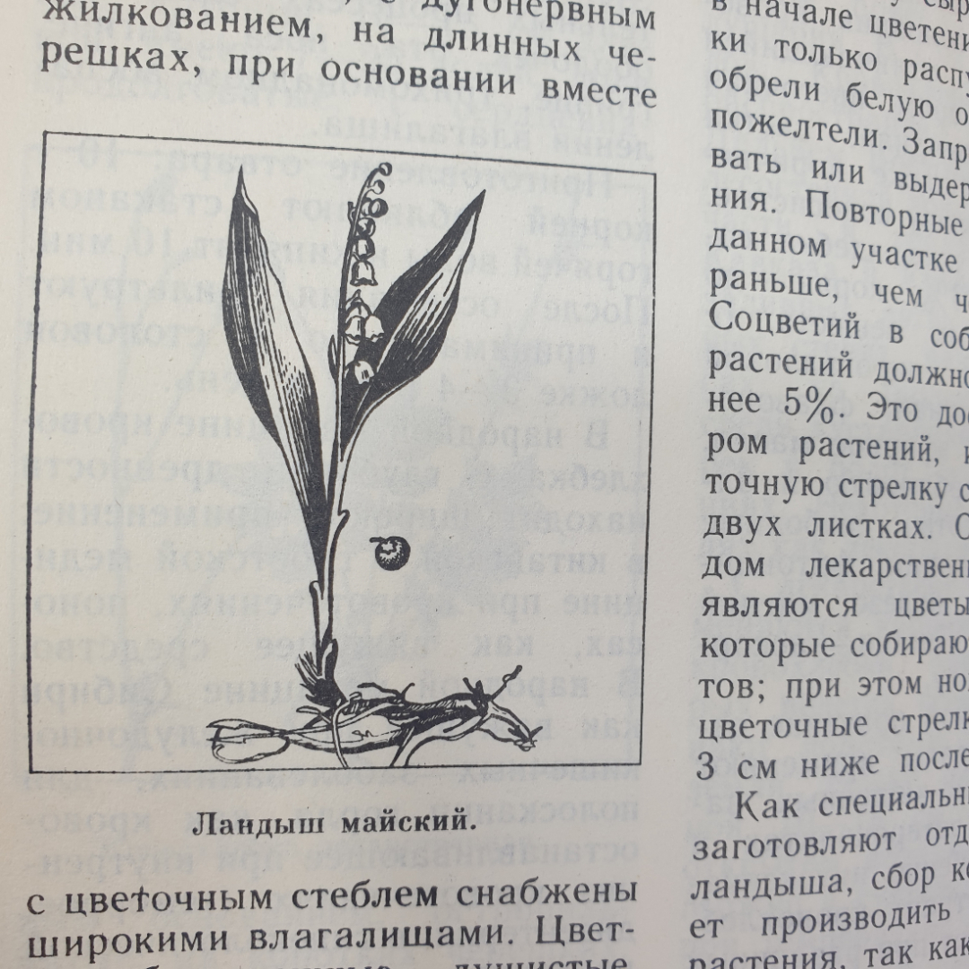 А.А. Тризна "Растения - жизнь и здоровье", Приокское книжное издательство, 1992г.. Картинка 5