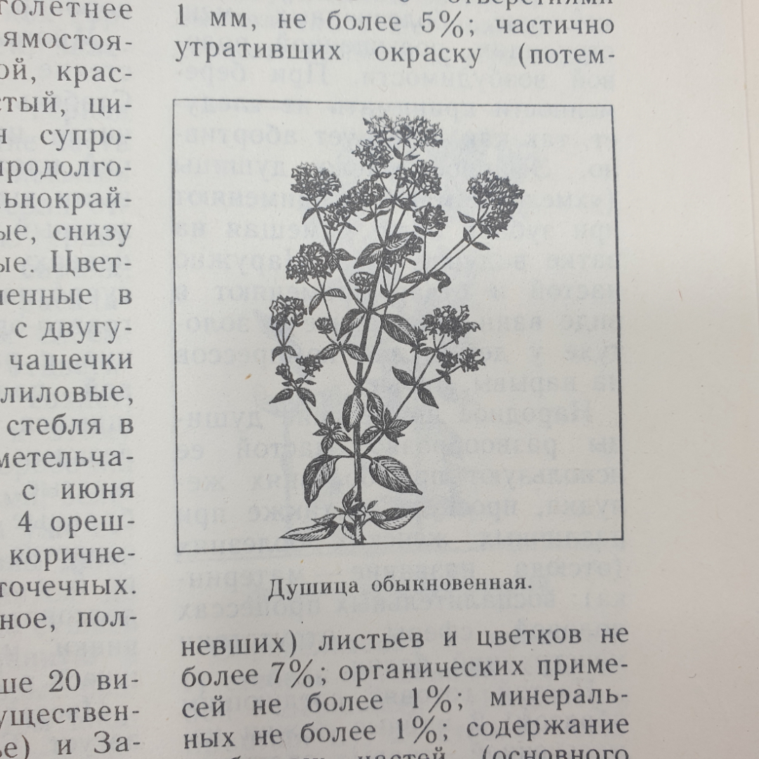 А.А. Тризна "Растения - жизнь и здоровье", Приокское книжное издательство, 1992г.. Картинка 7