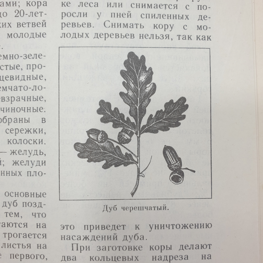 А.А. Тризна "Растения - жизнь и здоровье", Приокское книжное издательство, 1992г.. Картинка 8