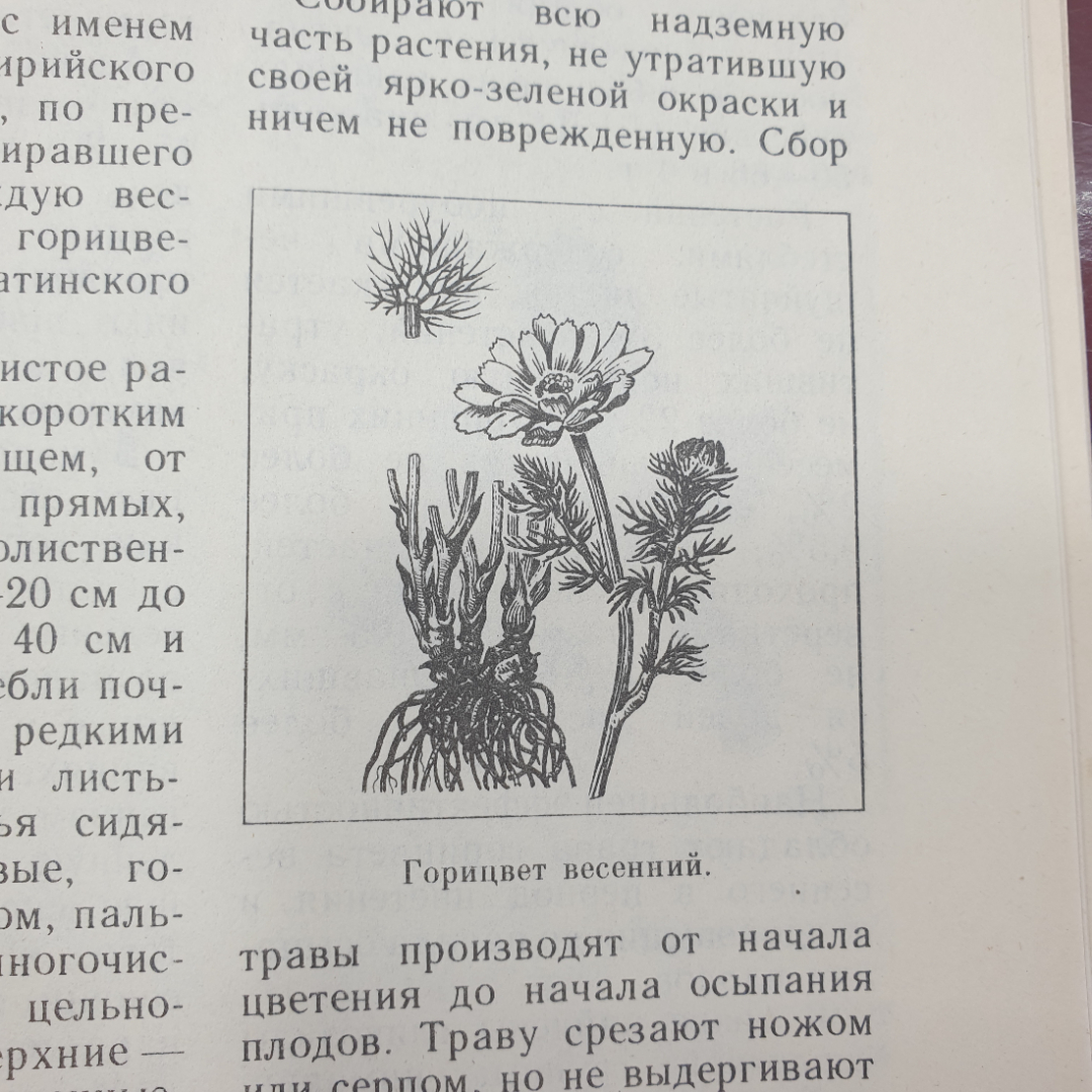 А.А. Тризна "Растения - жизнь и здоровье", Приокское книжное издательство, 1992г.. Картинка 9