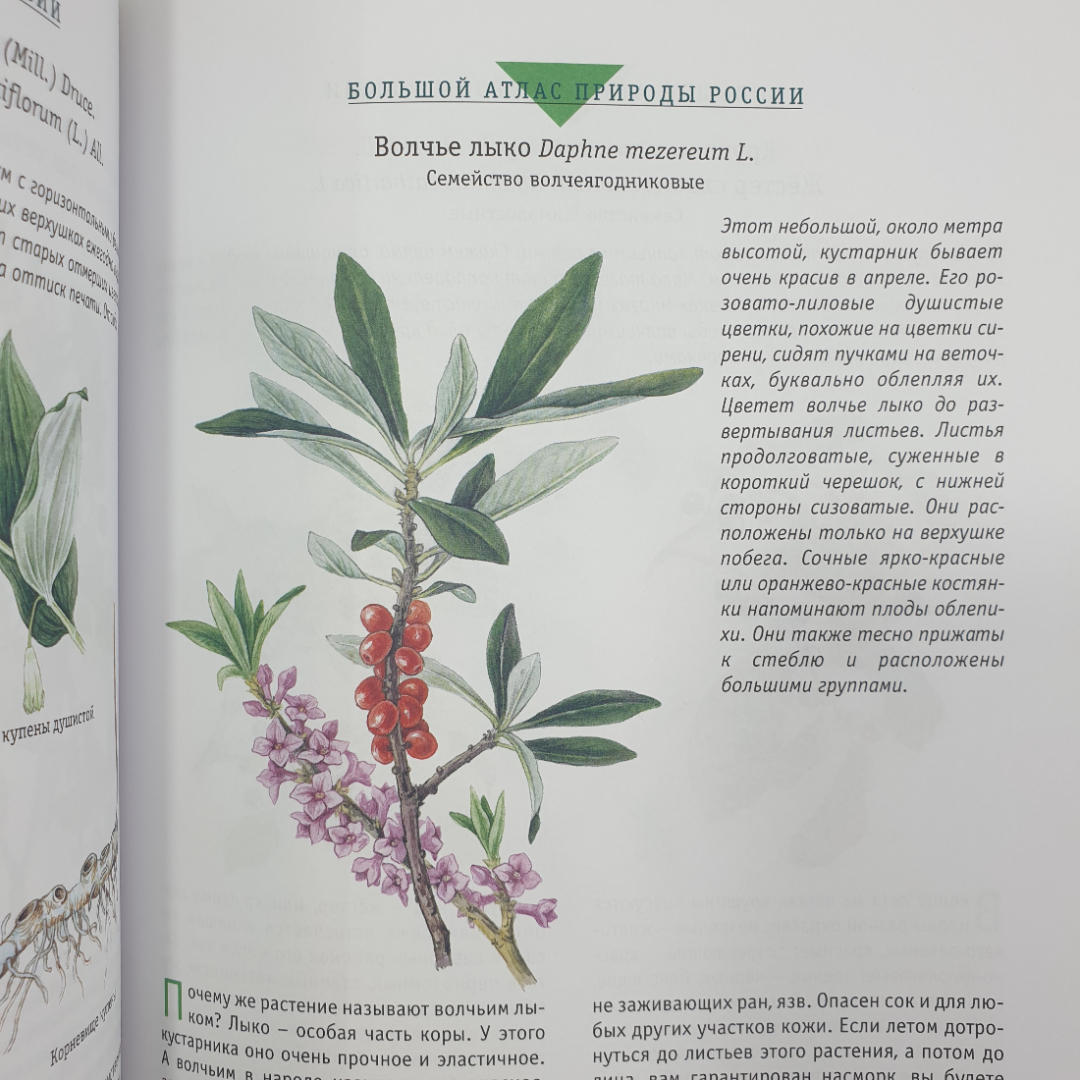 Большой атлас природы России, Ридерз Дайджест, Китай, 2007г.. Картинка 6
