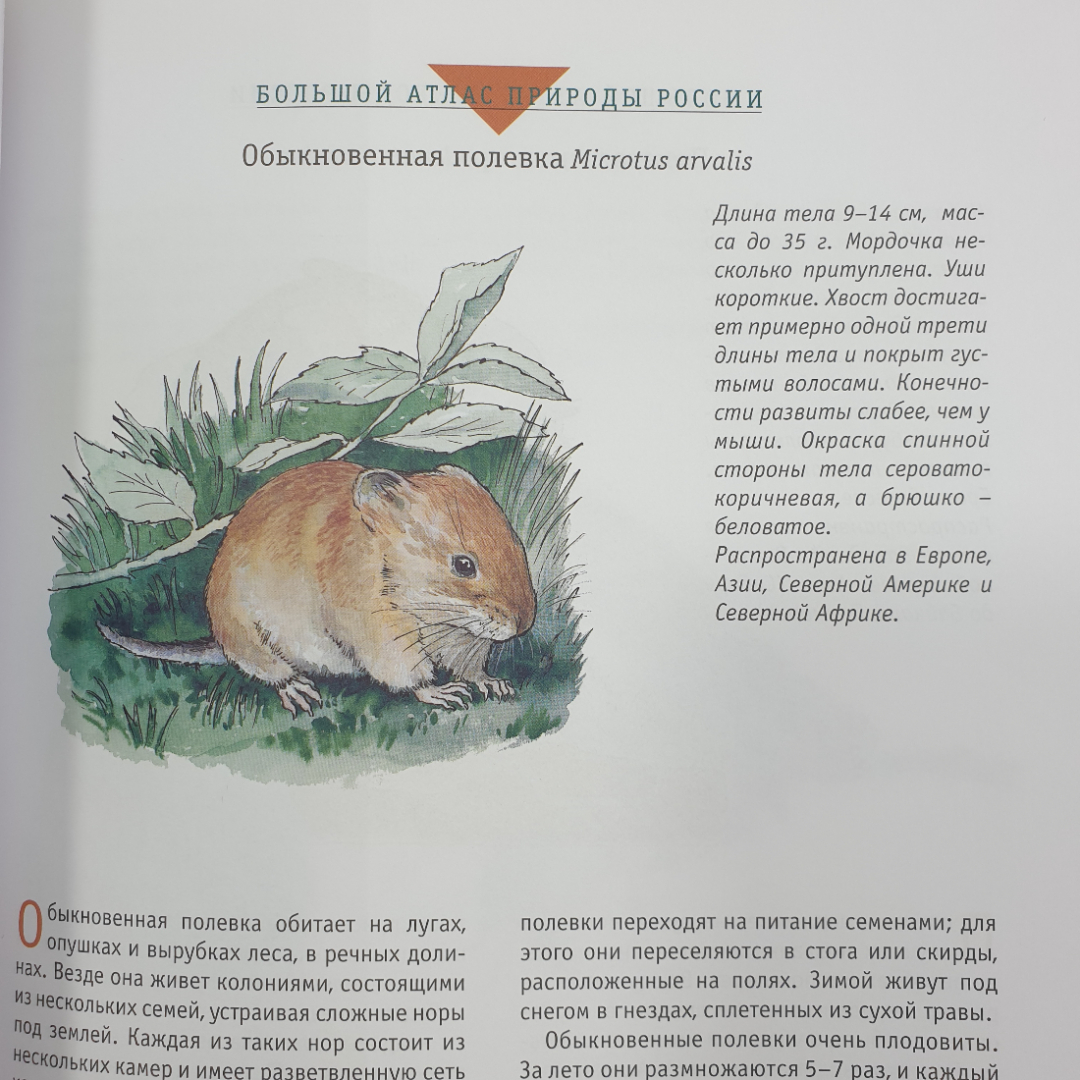 Большой атлас природы России, Ридерз Дайджест, Китай, 2007г.. Картинка 10