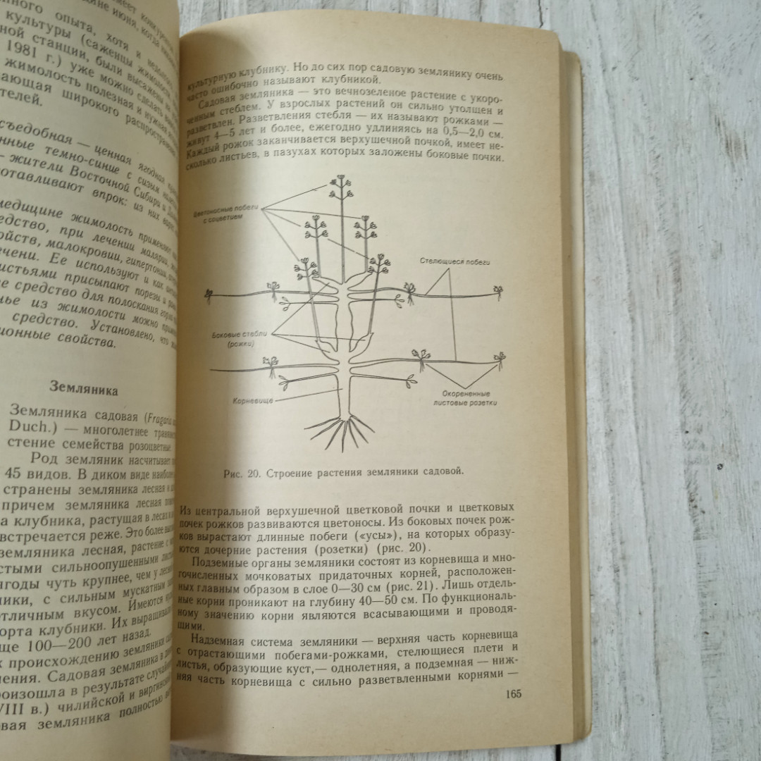 Погода, огород и сад любителя, А.И.Коровин, О.Н.Коровина, из-во Гидрометеоиздат, Ленинград, 1989. Картинка 11