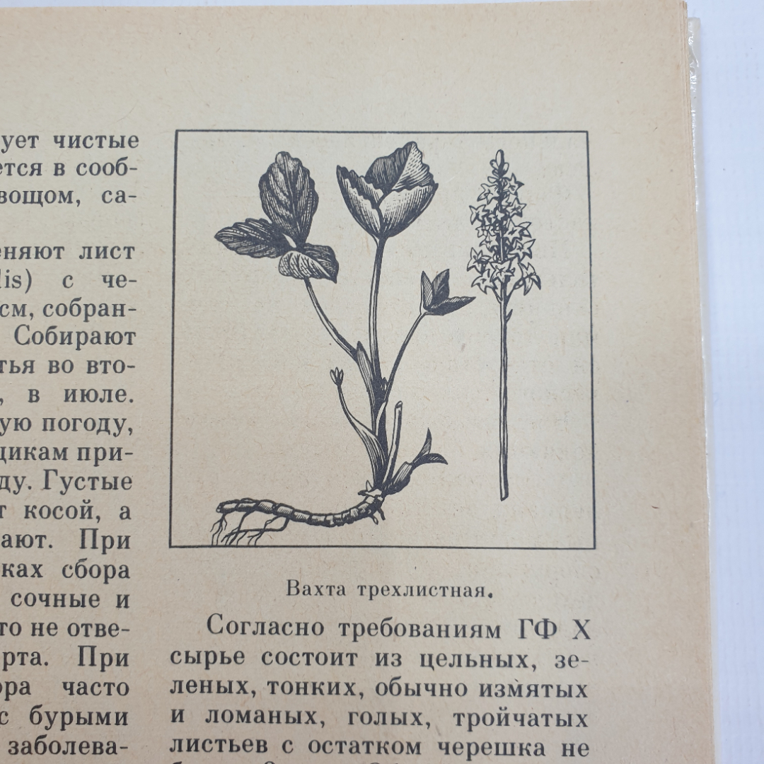 А.С. Резникова, В.И. Лернер "Лекарственные растения Приокской зоны", 1986г.. Картинка 8