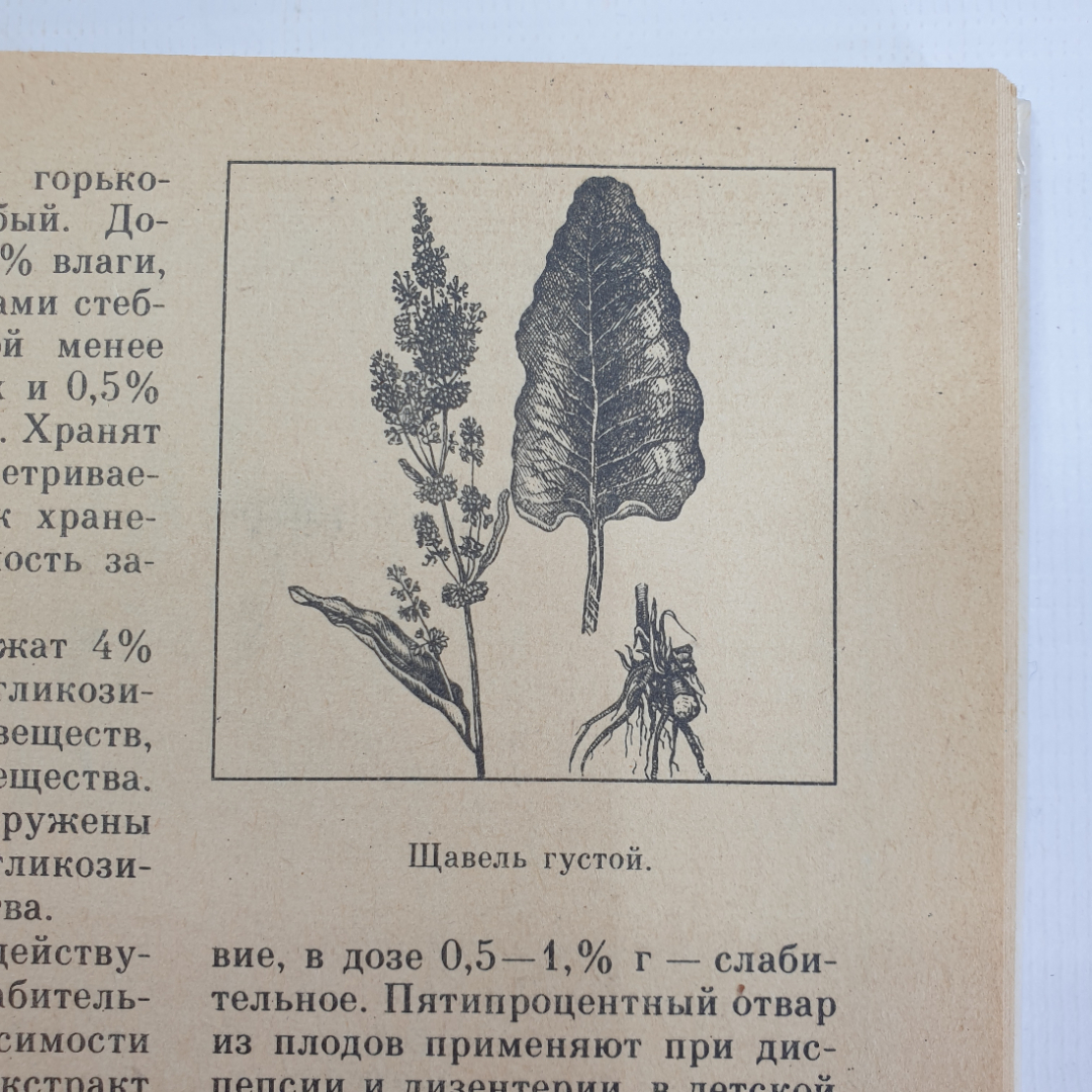 А.С. Резникова, В.И. Лернер "Лекарственные растения Приокской зоны", 1986г.. Картинка 9
