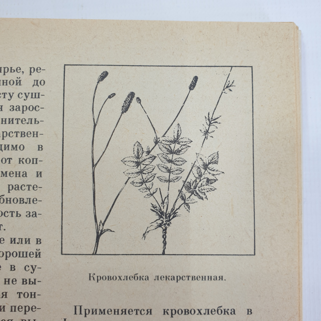 А.С. Резникова, В.И. Лернер "Лекарственные растения Приокской зоны", 1986г.. Картинка 10