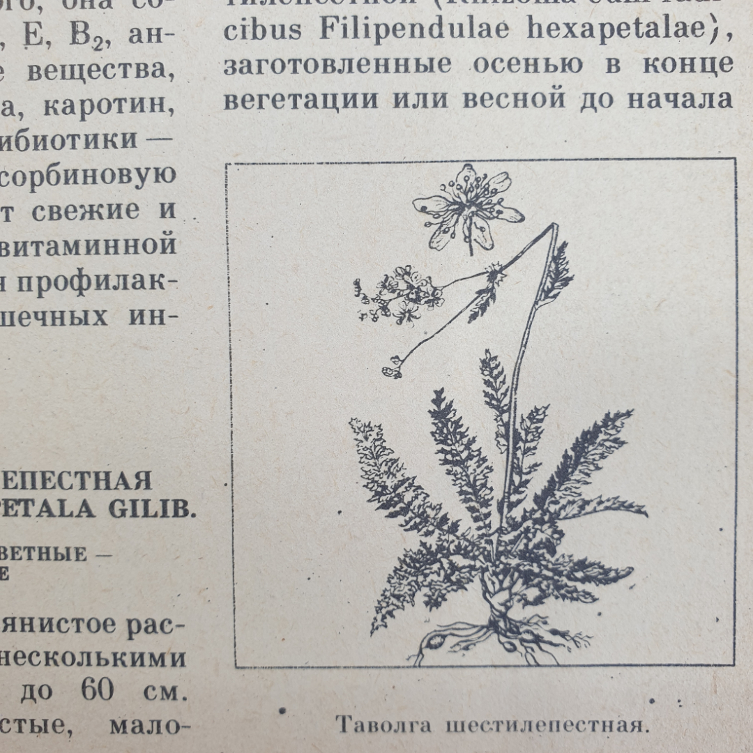 А.С. Резникова, В.И. Лернер "Лекарственные растения Приокской зоны", 1986г.. Картинка 12