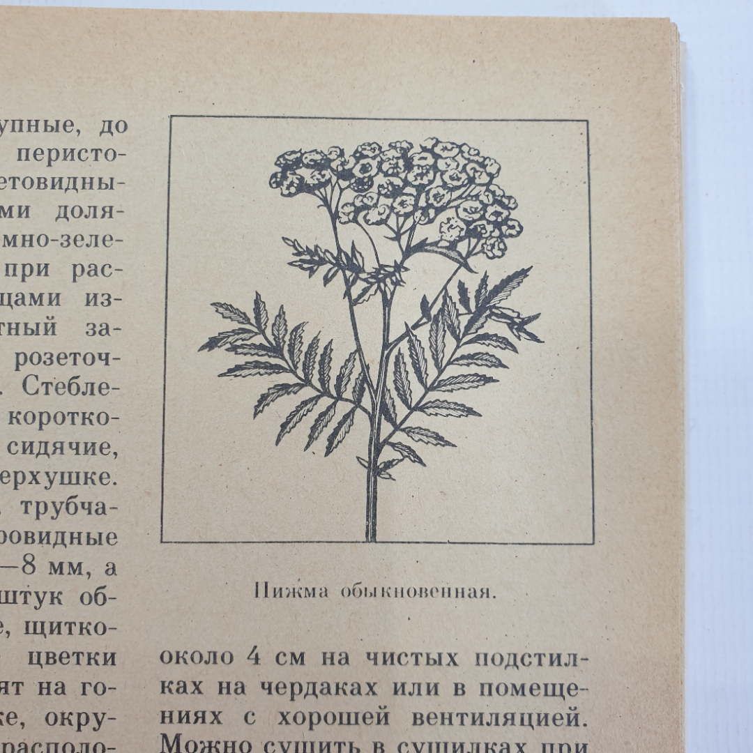 А.С. Резникова, В.И. Лернер "Лекарственные растения Приокской зоны", 1986г.. Картинка 13