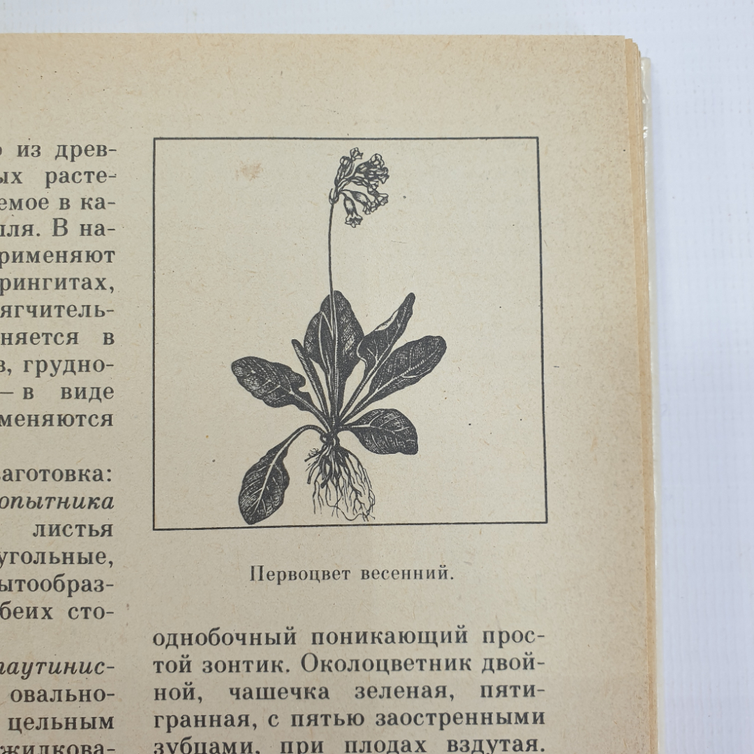 А.С. Резникова, В.И. Лернер "Лекарственные растения Приокской зоны", 1986г.. Картинка 14