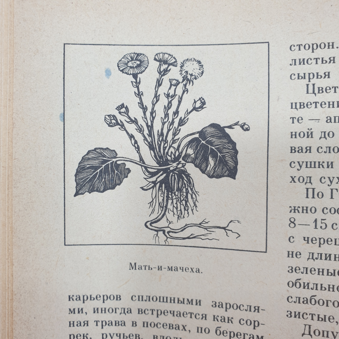 А.С. Резникова, В.И. Лернер "Лекарственные растения Приокской зоны", 1986г.. Картинка 15