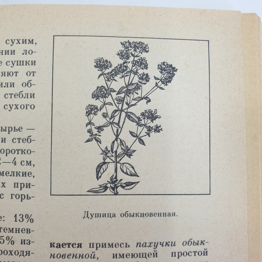 А.С. Резникова, В.И. Лернер "Лекарственные растения Приокской зоны", 1986г.. Картинка 16