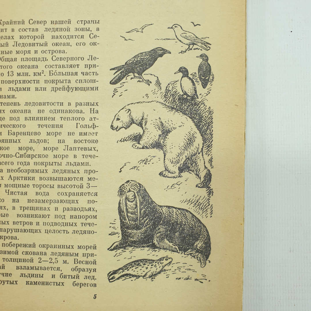 В.П. Герасимов "Животный мир нашей родины", Москва, Просвещение, 1977г.. Картинка 4