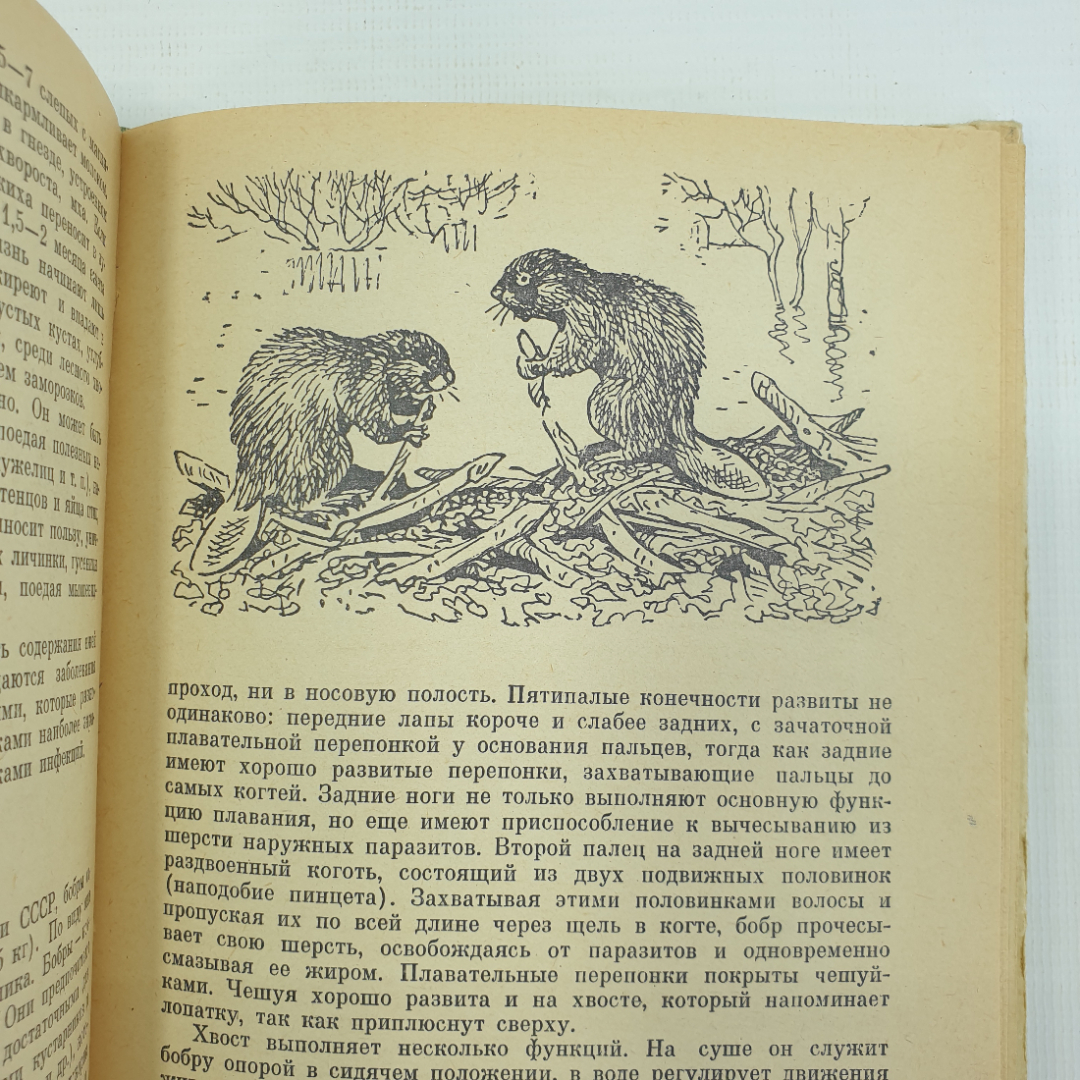 В.П. Герасимов "Животный мир нашей родины", Москва, Просвещение, 1977г.. Картинка 6
