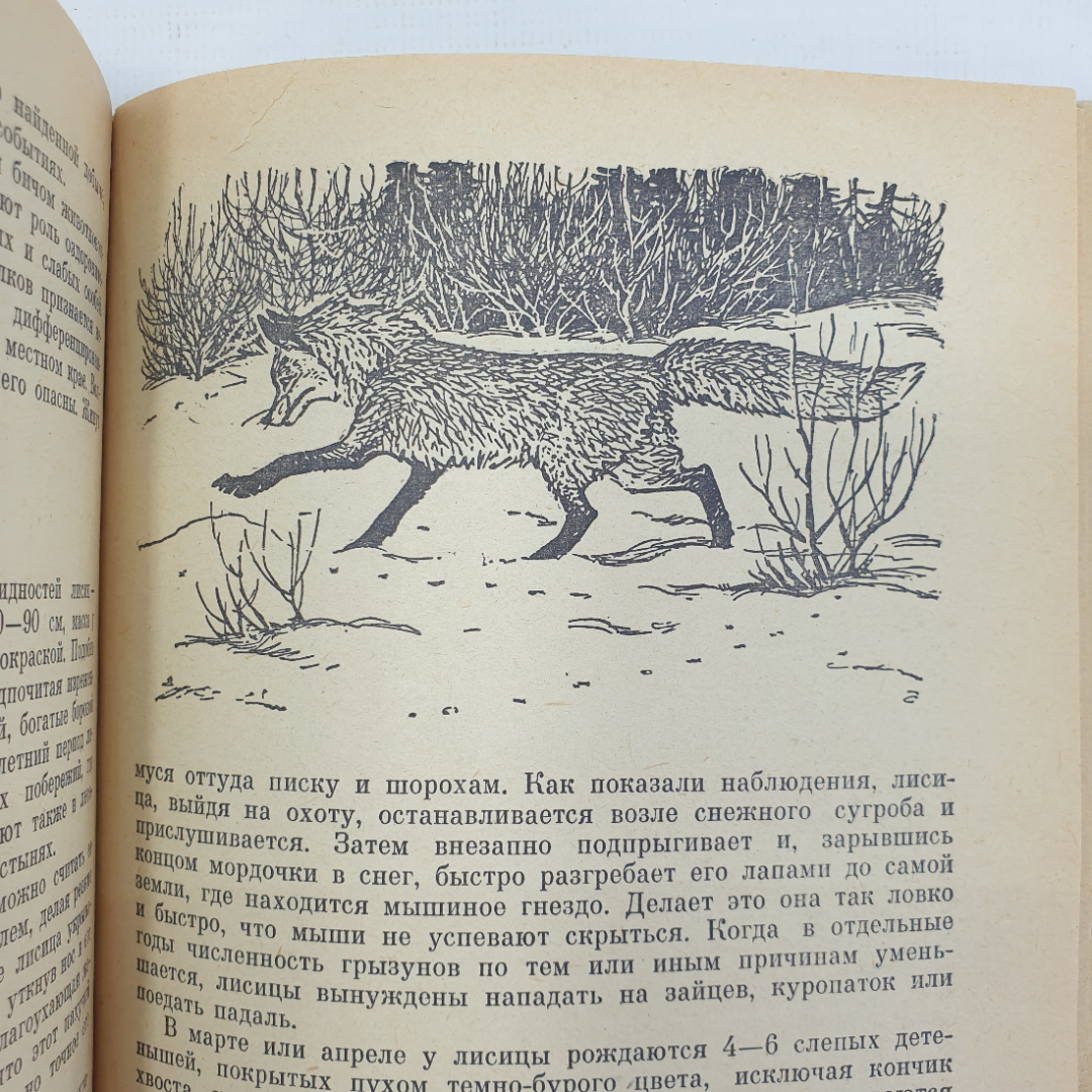 В.П. Герасимов "Животный мир нашей родины", Москва, Просвещение, 1977г.. Картинка 8