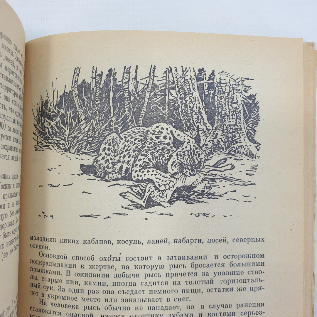 В.П. Герасимов "Животный мир нашей родины", Москва, Просвещение, 1977г.. Картинка 9