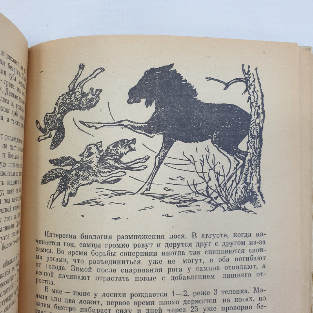 В.П. Герасимов "Животный мир нашей родины", Москва, Просвещение, 1977г.. Картинка 10