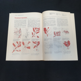 Размножение растений. Ф. Макмиллан Броуз. Издательство Мир, 1987г. Картинка 5