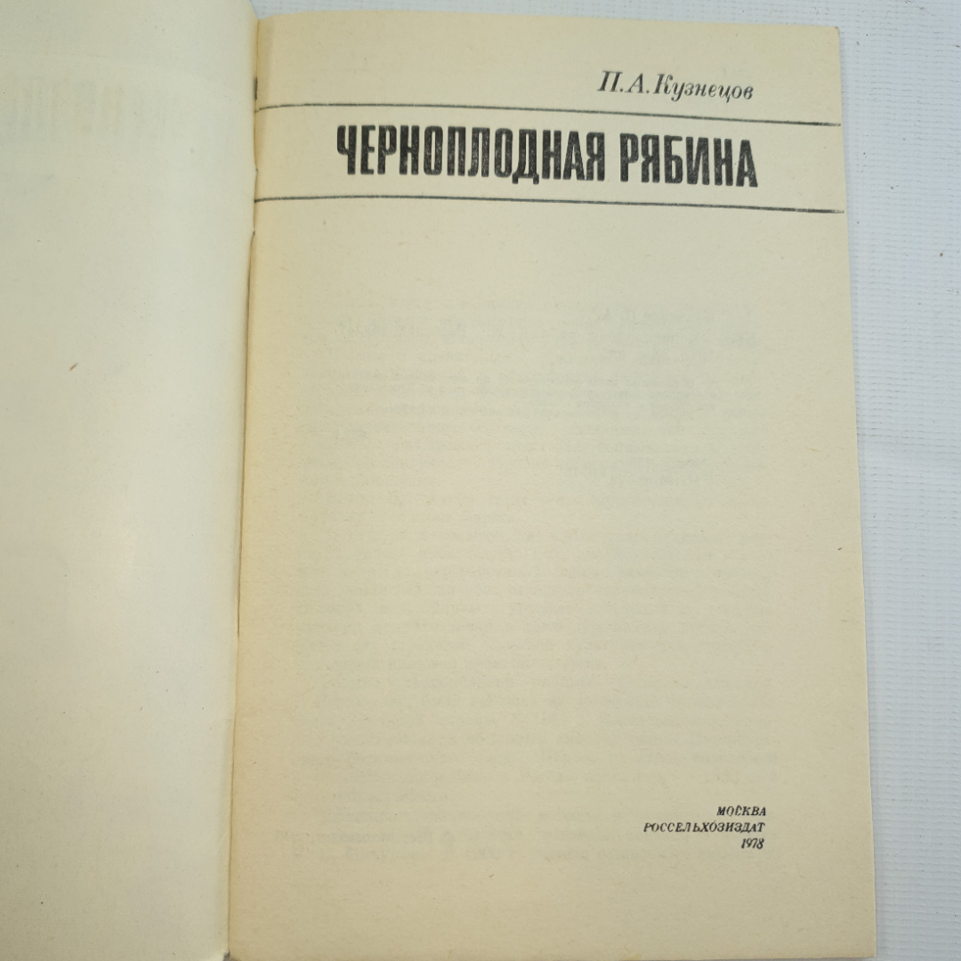 П.А. Кузнецов, Черноплодная рябина, 1978 г.. Картинка 3