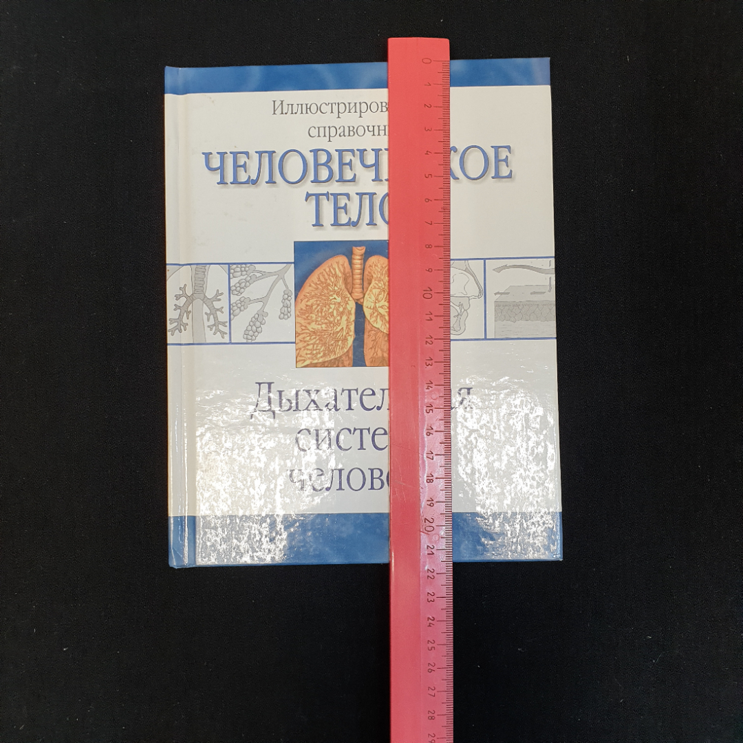 Пер. с англ. О.И. Максименко, Дыхательная система человека, 2009 г.. Картинка 3