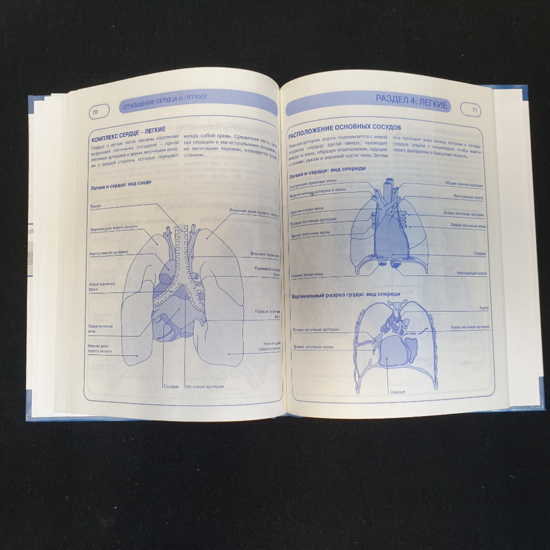 Пер. с англ. О.И. Максименко, Дыхательная система человека, 2009 г.. Картинка 5