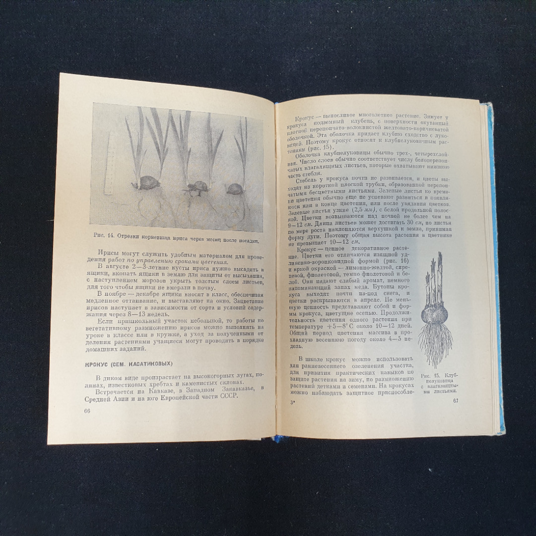 В.А. Родина, Цветоводство в школе. Пособие для учителей, 1974 г.. Картинка 7